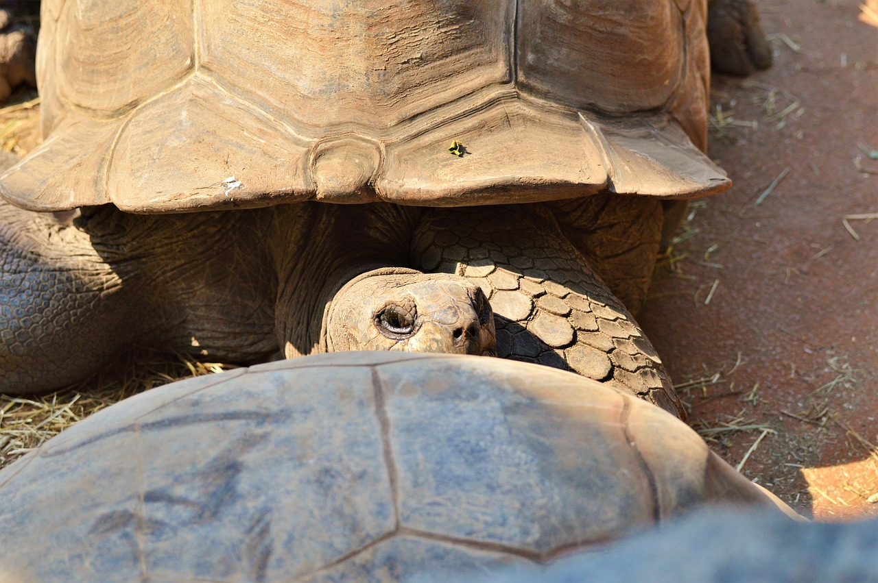 turtle reptile tortoise free photo