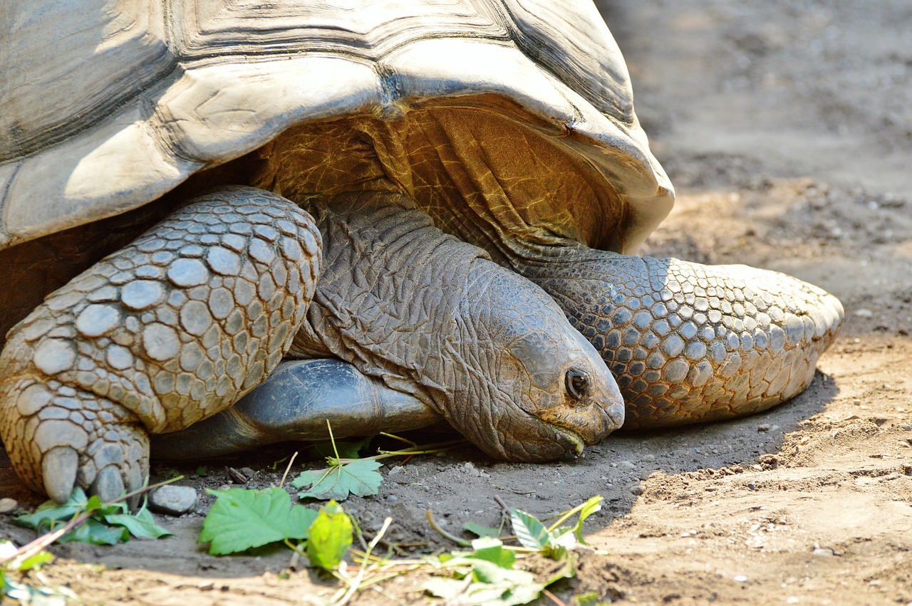 turtle reptile tortoise free photo