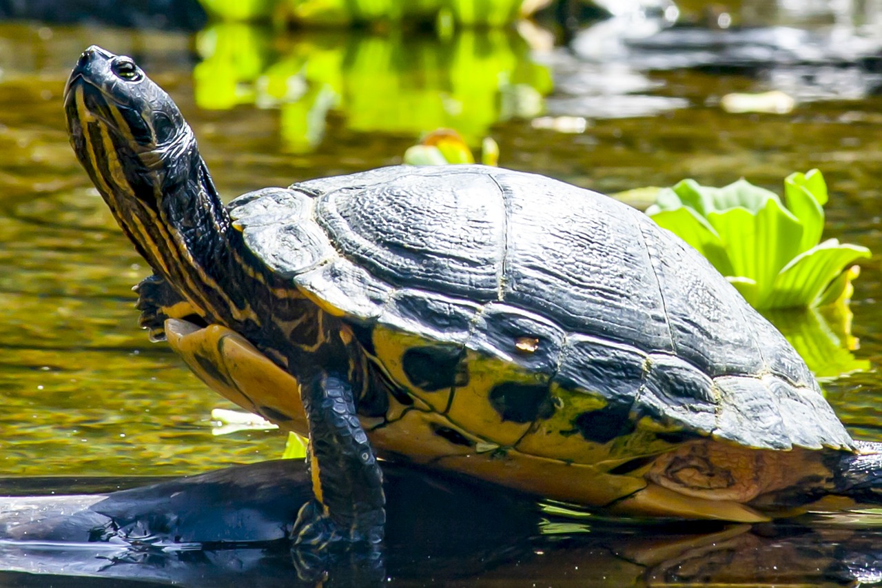 Turtle,water,water turtle,panzer,animal - free image from needpix.com