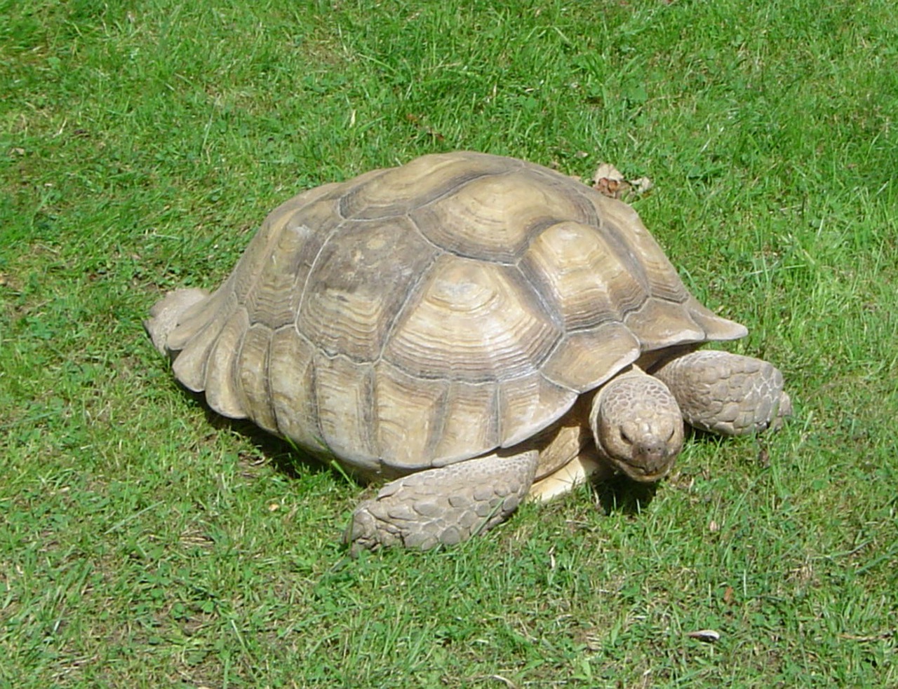 turtle animal tortoise free photo