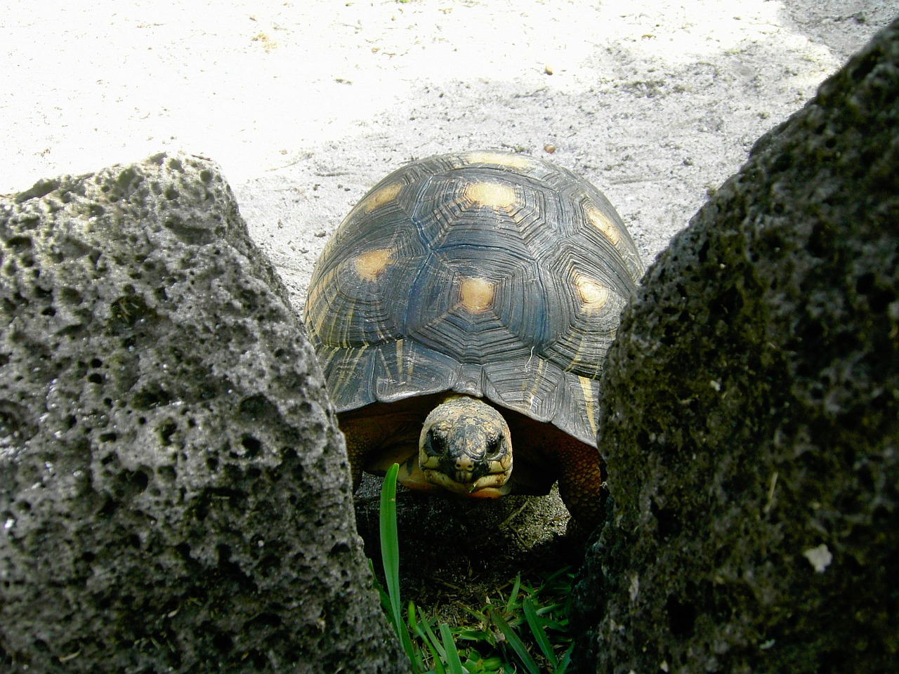 turtle reptile tortoise shell free photo