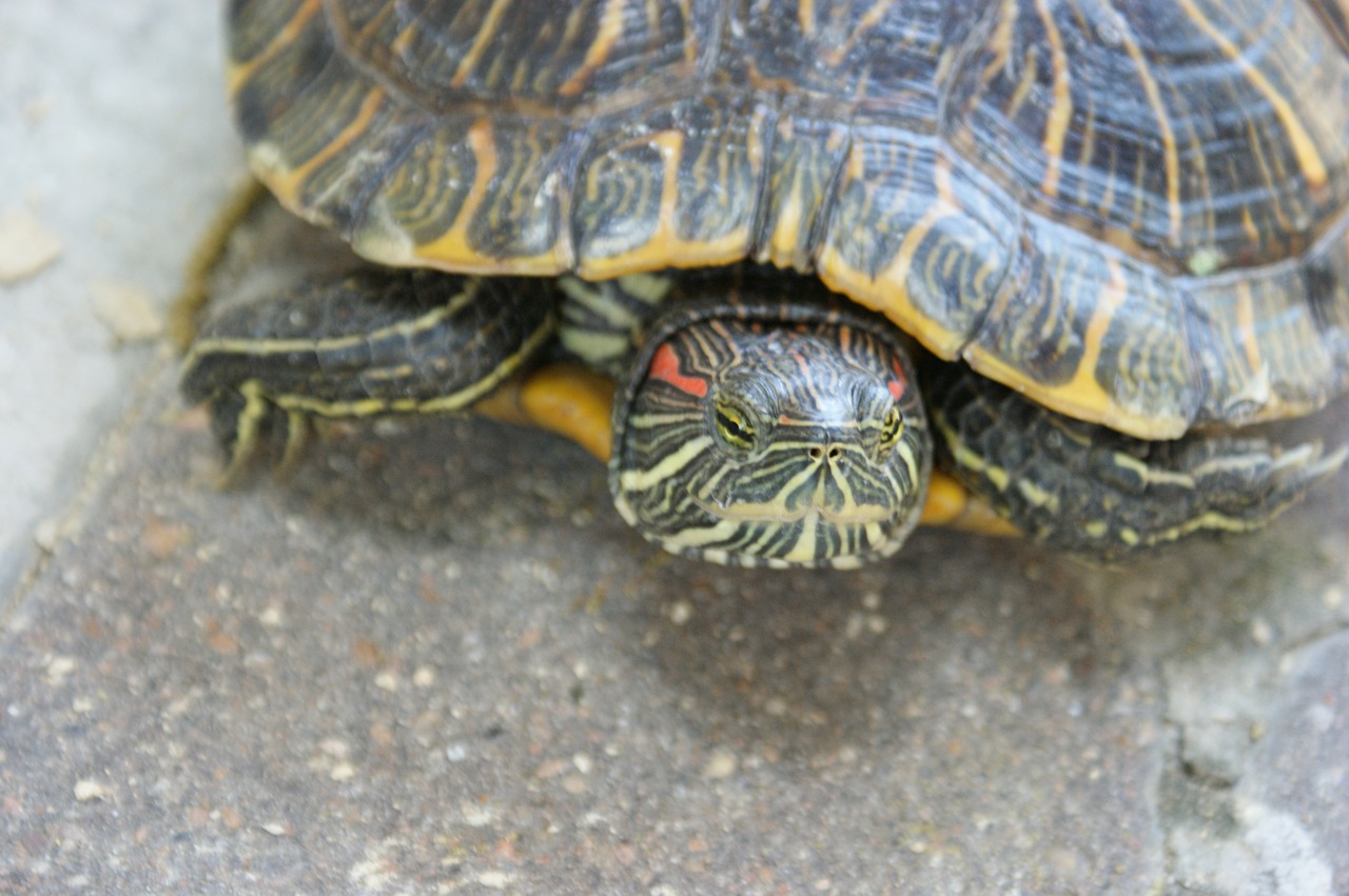 turtle animal tortoise free photo