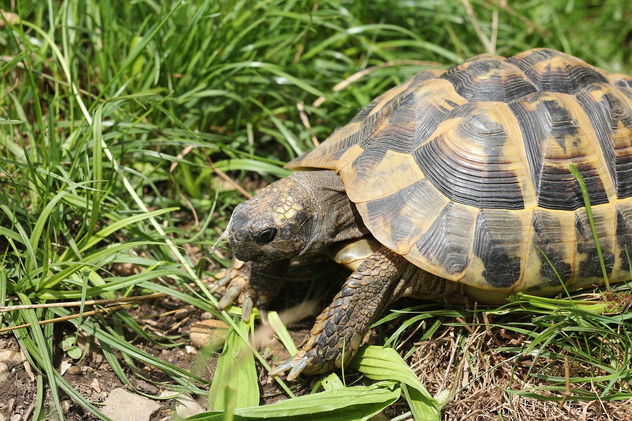 turtle panzer reptile free photo