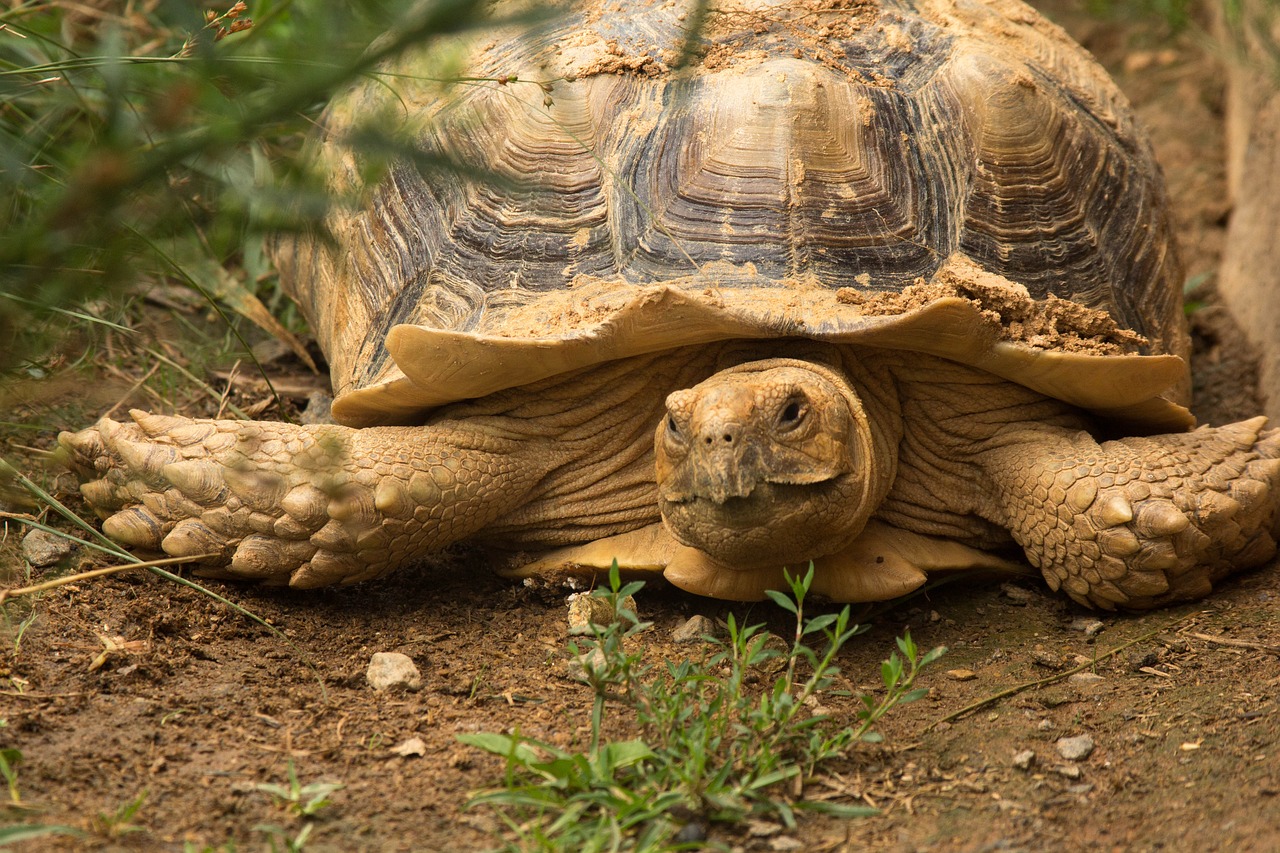 turtle reptile tortoise free photo