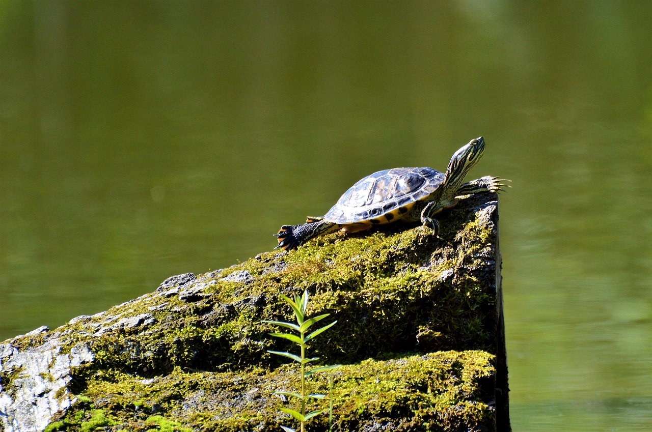 turtle reptile water turtle free photo