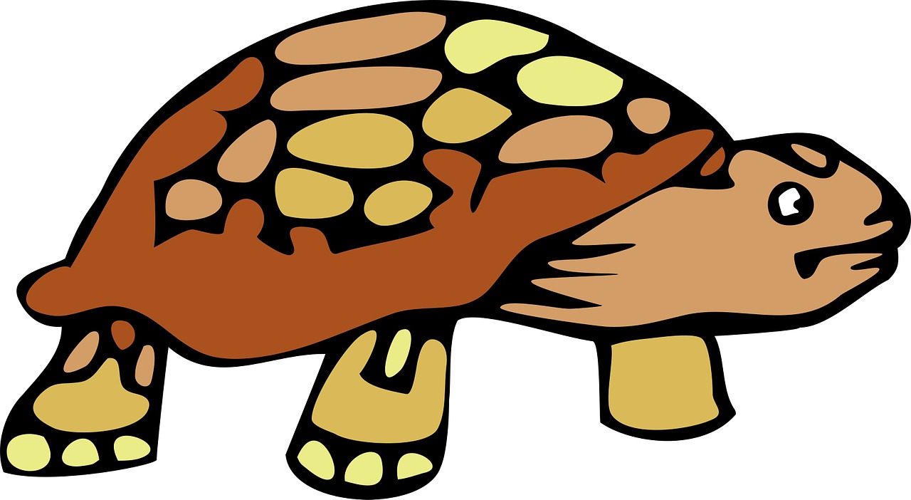 turtle tortoise cartoon free photo