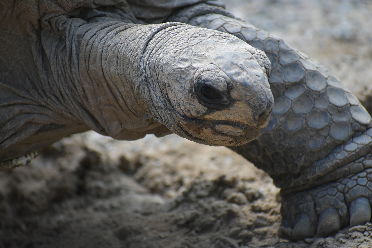 turtle zoo animal free photo