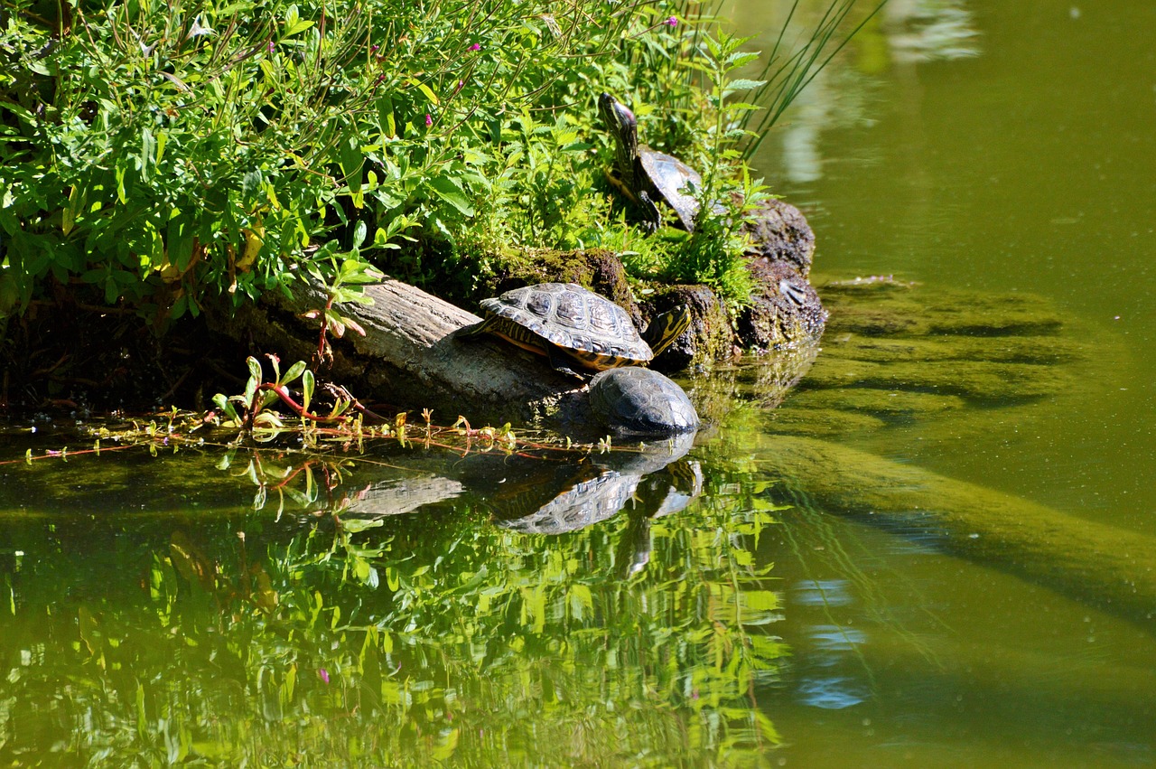 turtle reptile water turtle free photo