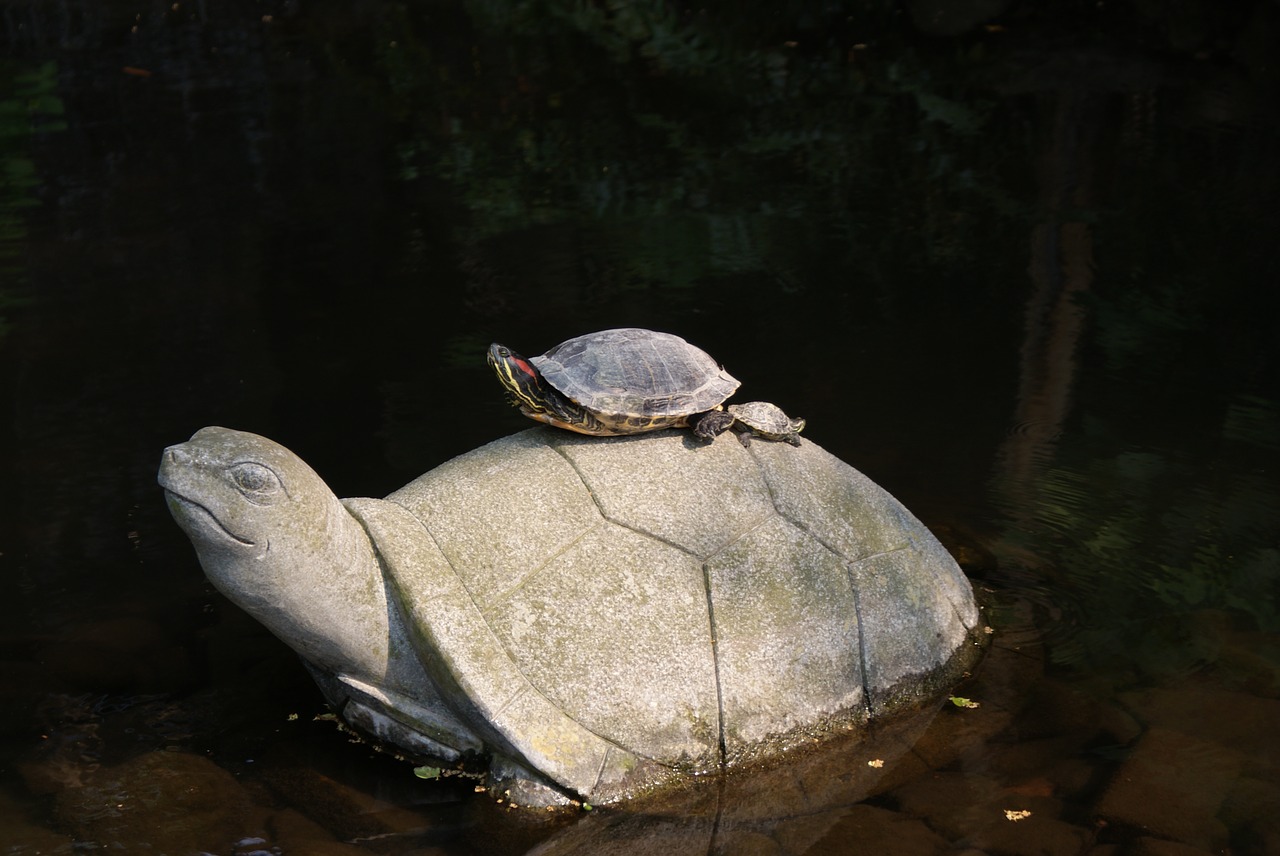 turtle statue creatures free photo