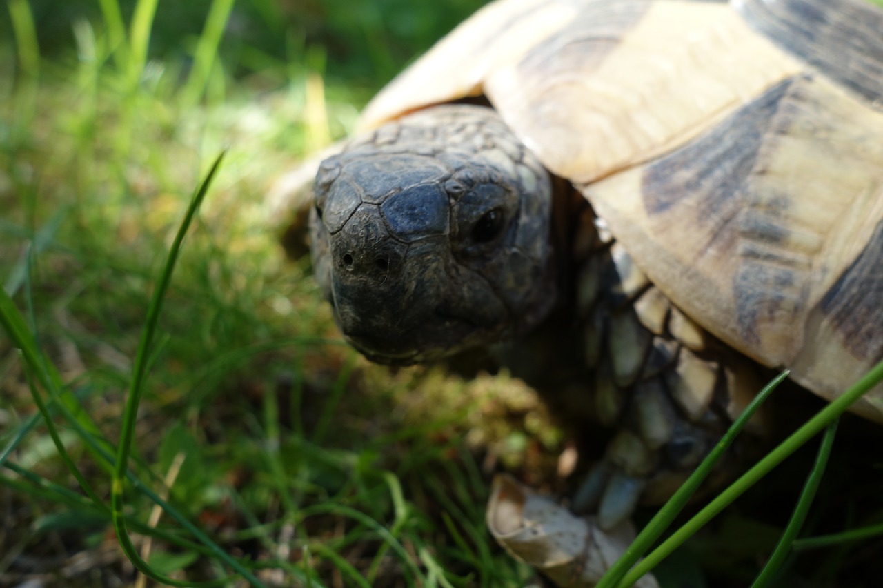 turtle grass garden free photo