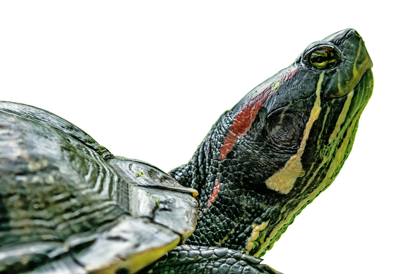 turtle panzer animal free photo