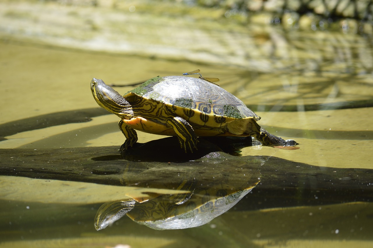 turtle fauna animal free photo