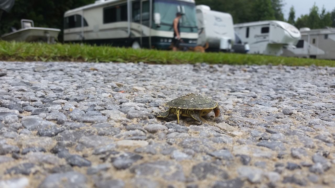 turtle rocks baby free photo