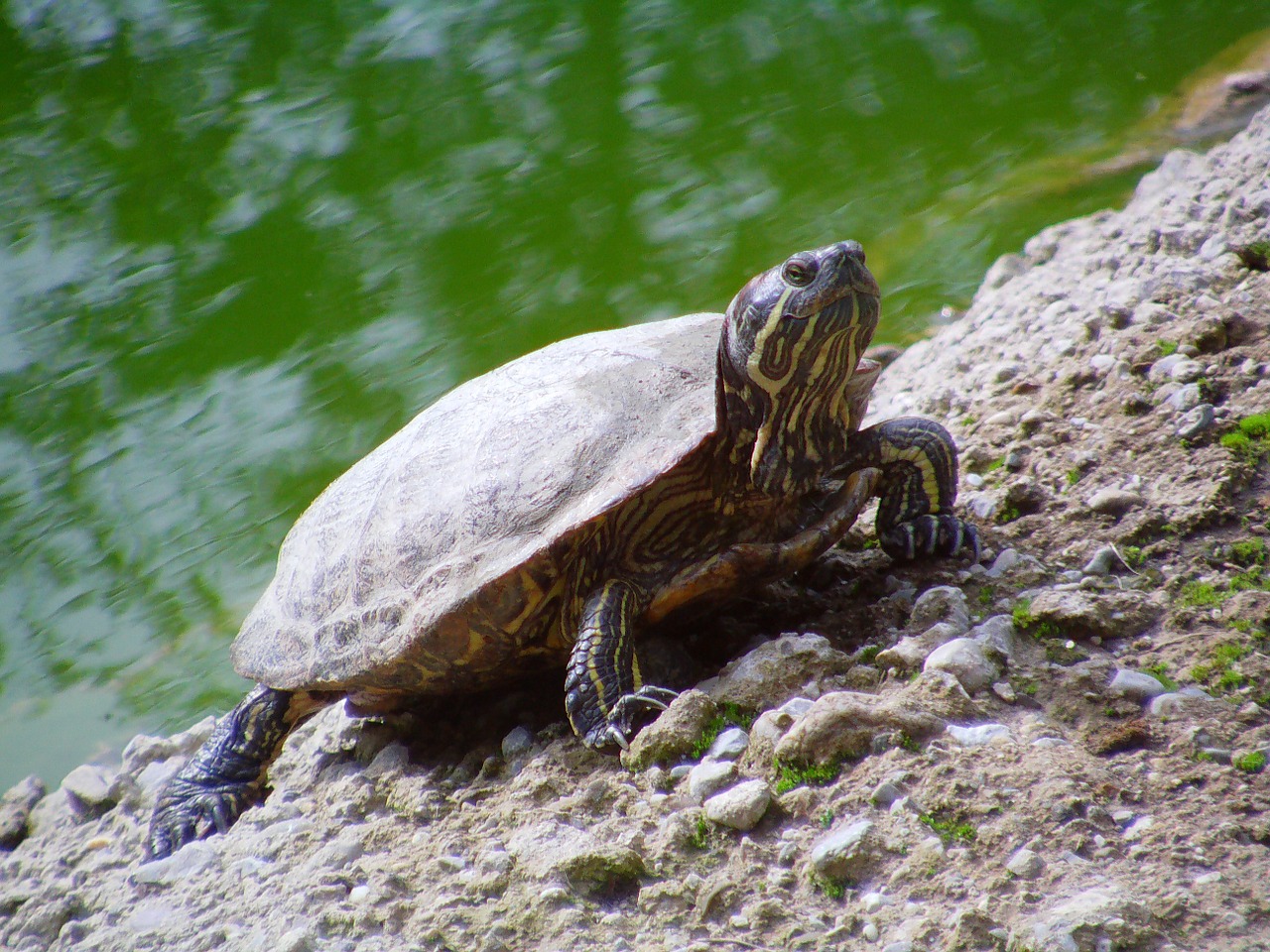 turtle zoo water creature free photo