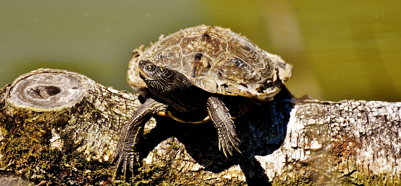 turtle water nature free photo