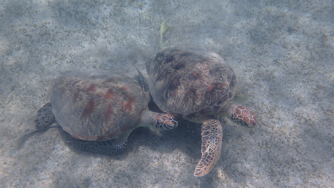 turtle animal ocean free photo