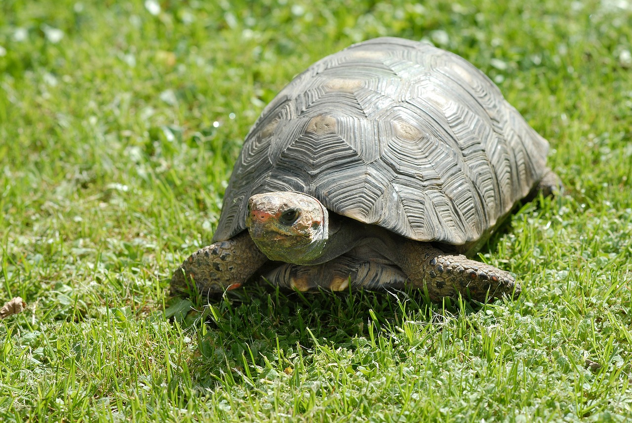 turtle tortoise reptile free photo