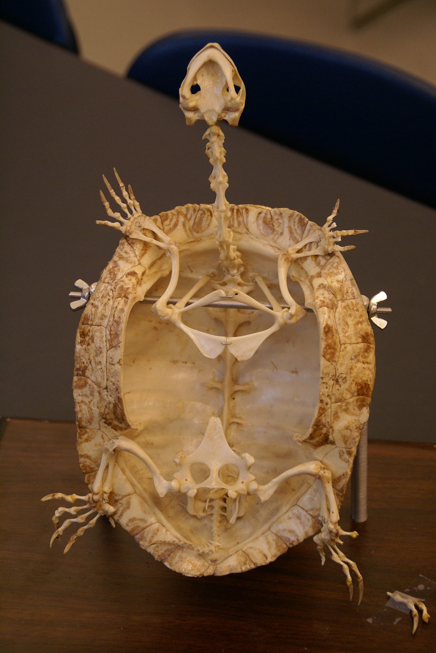 turtle skeleton fossil free photo