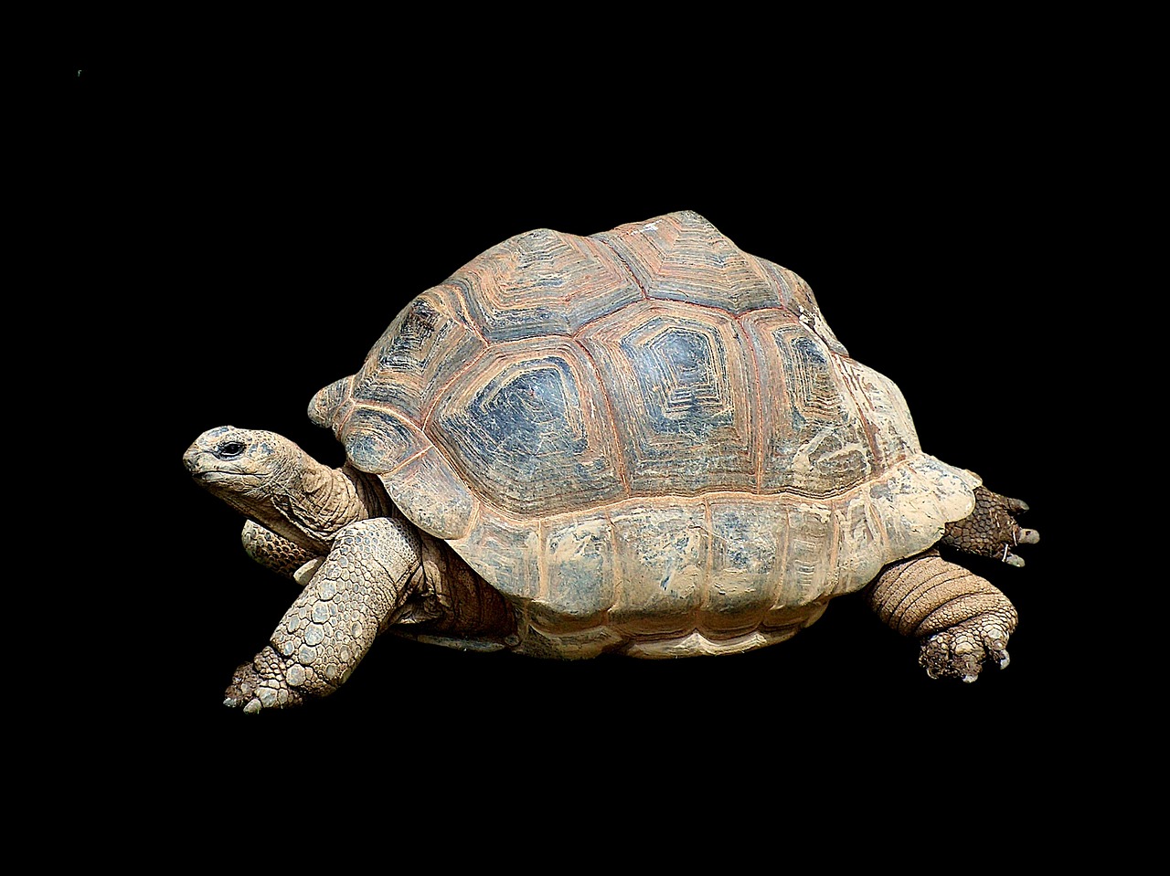turtle tortoise reptile free photo