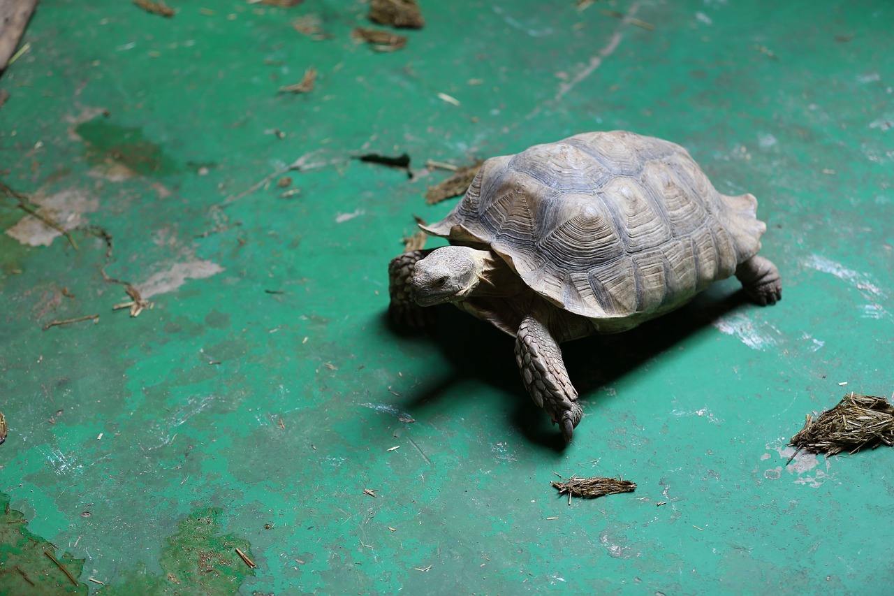 turtle zoo animal free photo