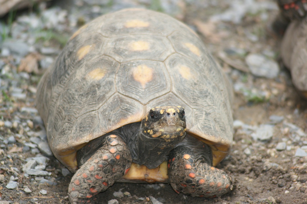 turtle pet tortoise free photo