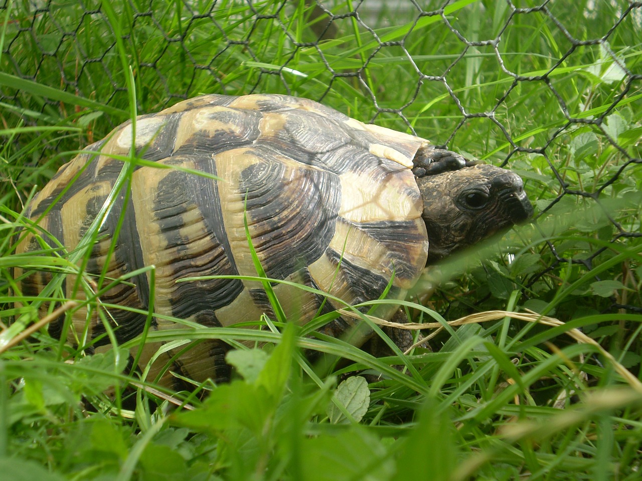 turtle suchozemnská grass free photo