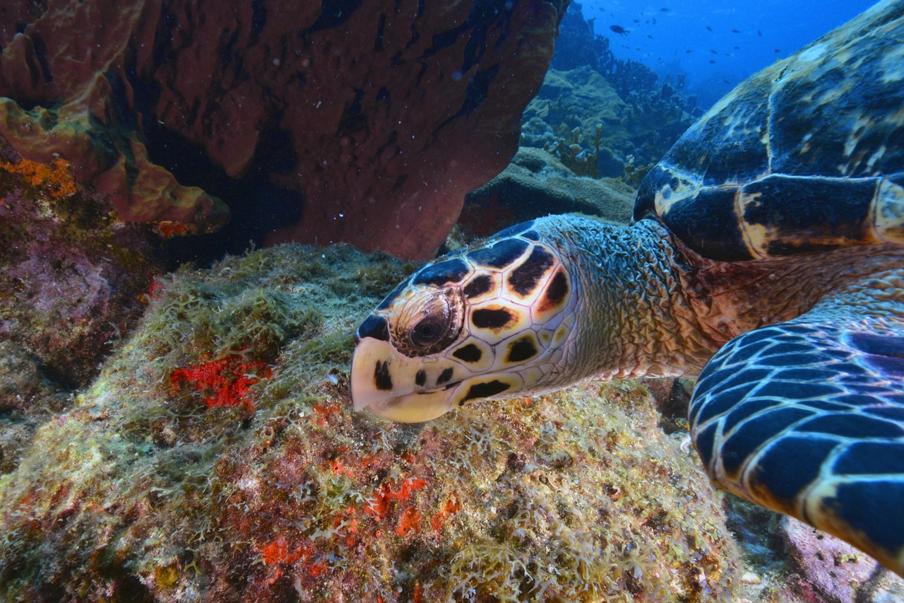 turtle seabed animal free photo