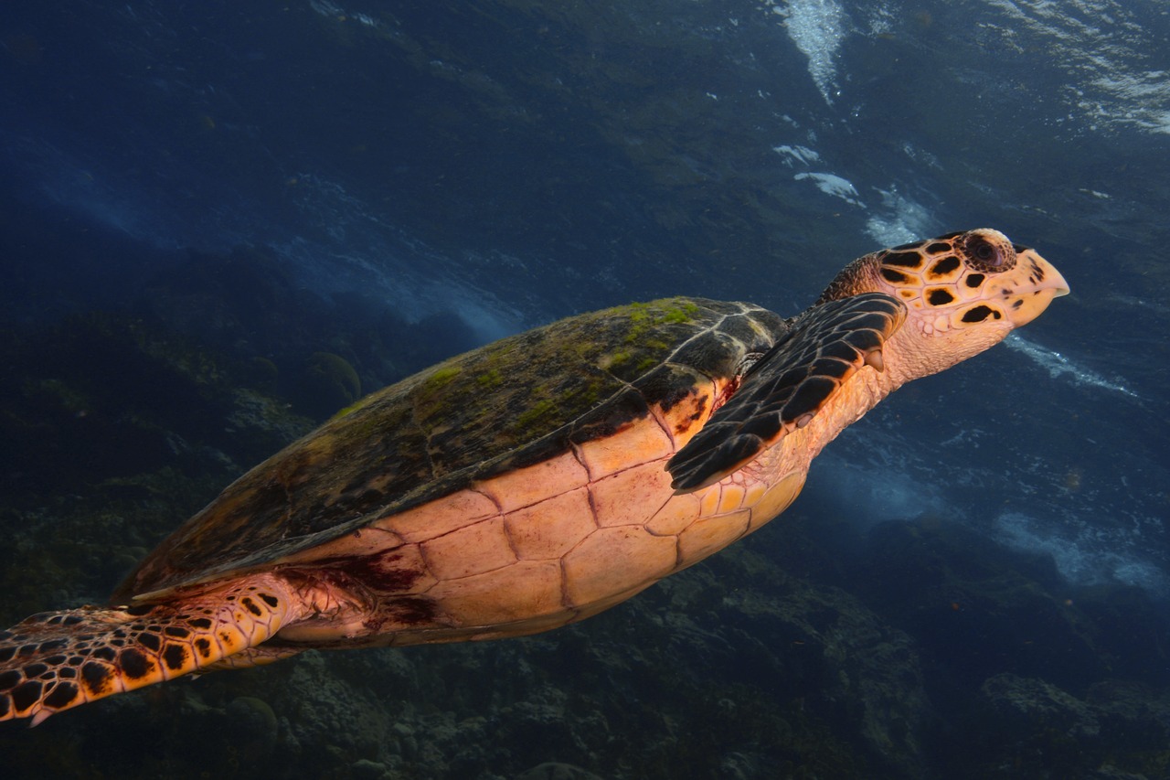 turtle sea scuba diving free photo