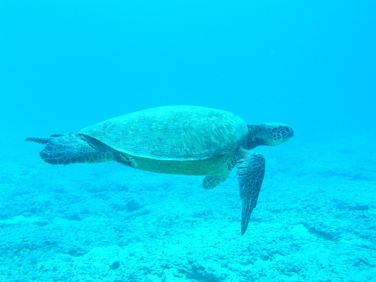 turtle ocean blue free photo