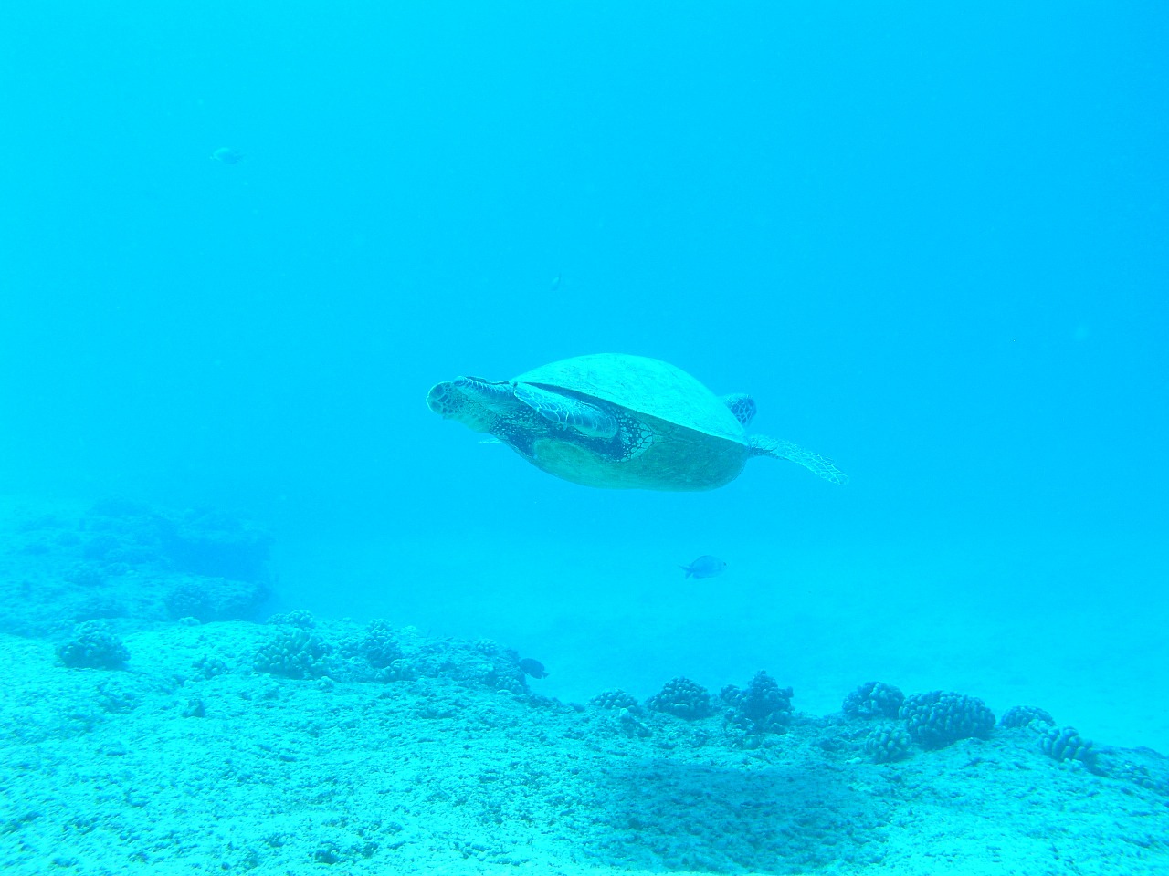 turtle ocean scuba diving free photo