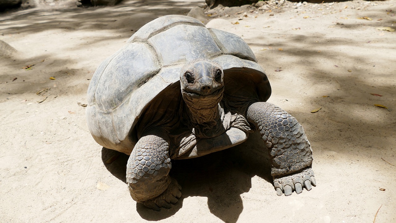 turtle seychelles beach free photo