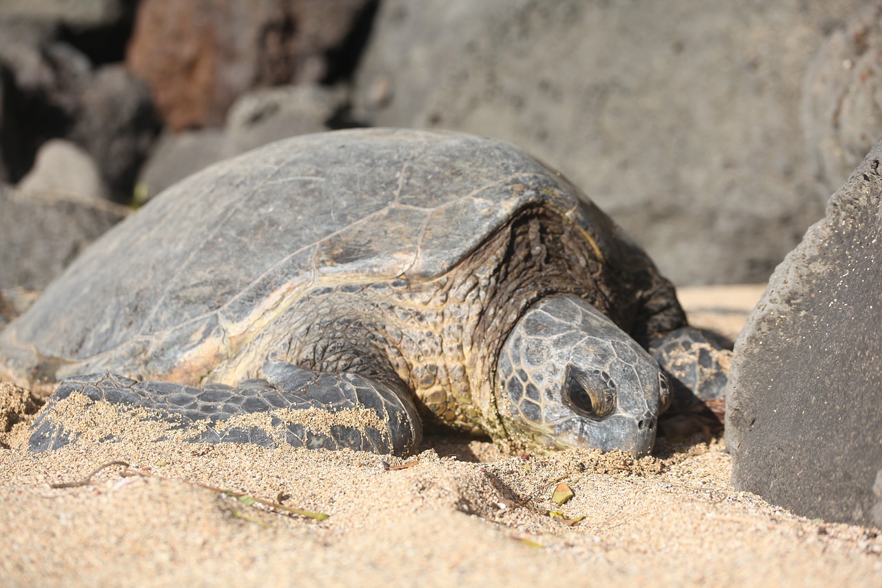 turtle beach sand free photo