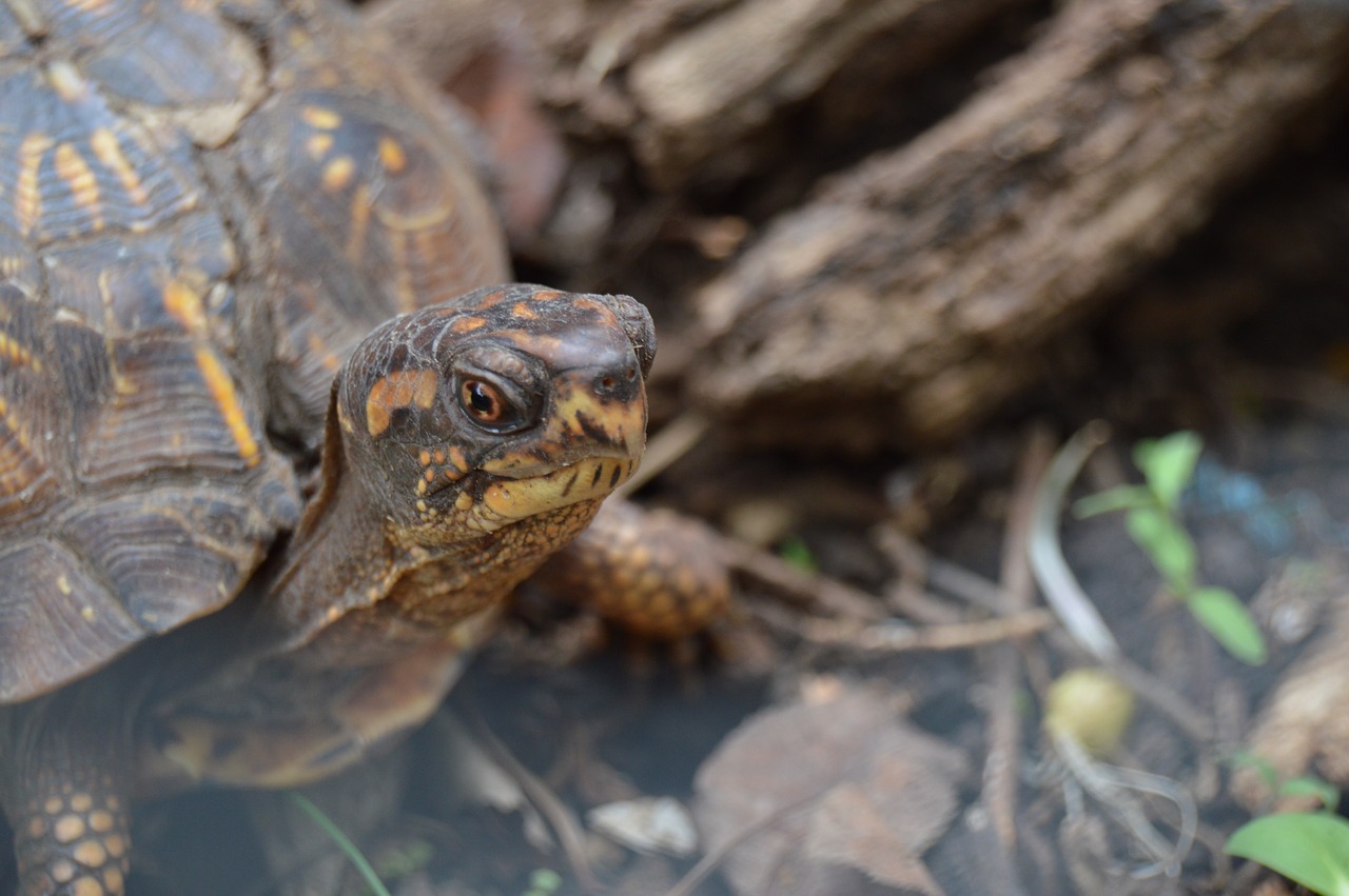 turtle woods natural free photo