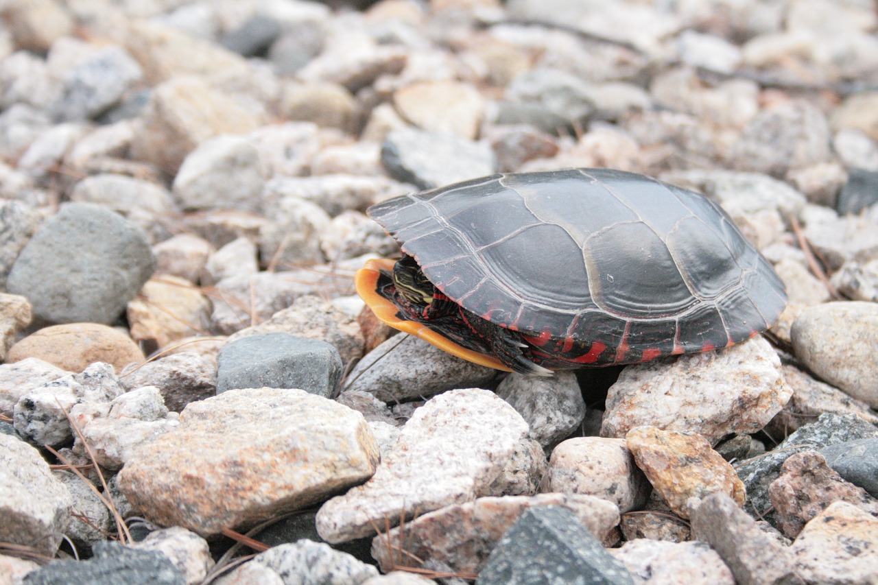 turtle reptile amphibian free photo