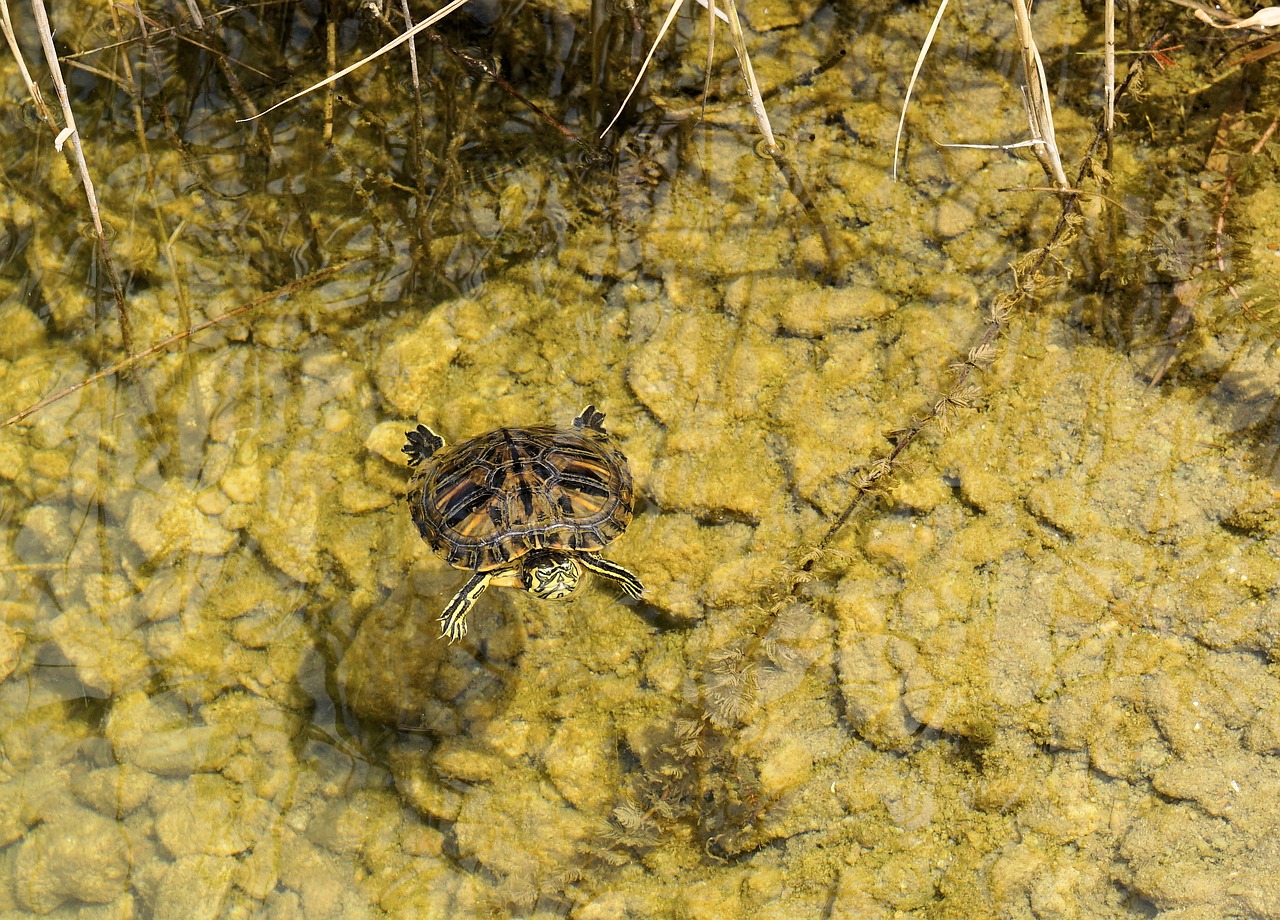 turtle water pond free photo
