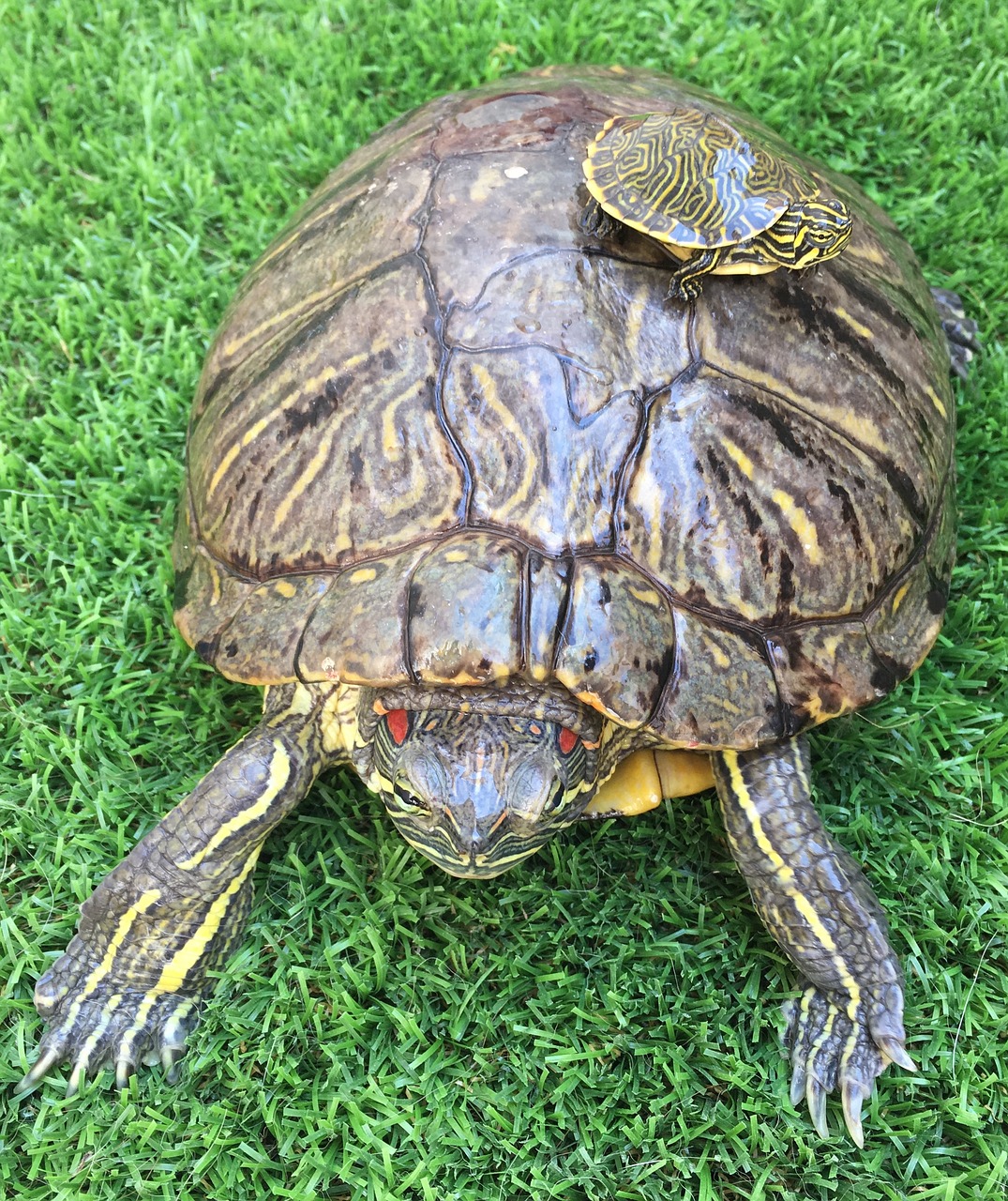 turtle green turtle of water free photo