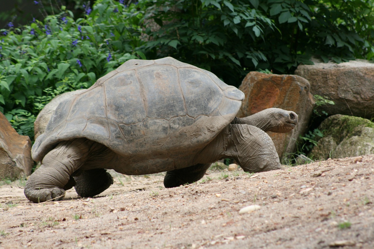 turtle slow tortoise free photo