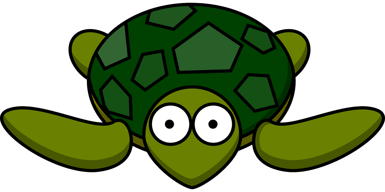 turtle green shell free photo