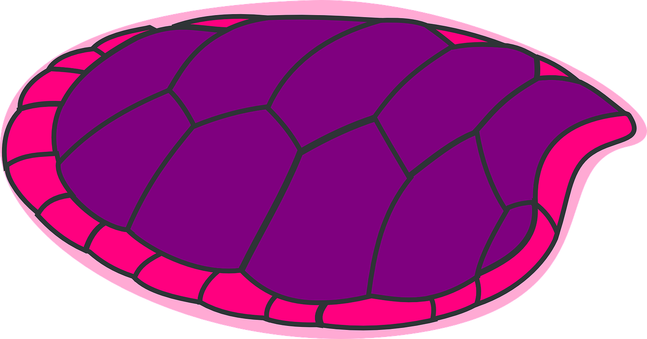 turtle purple pink free photo