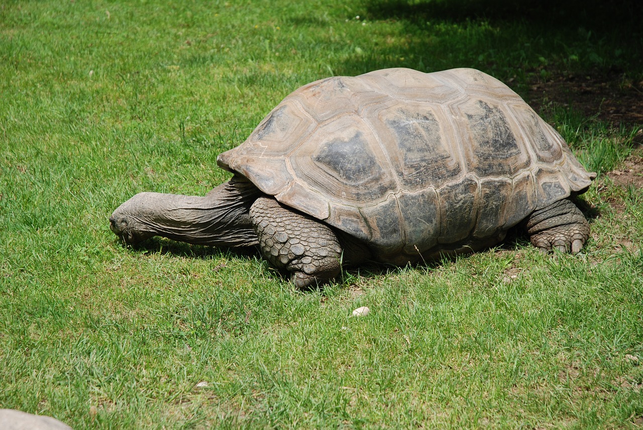 turtle rush green free photo