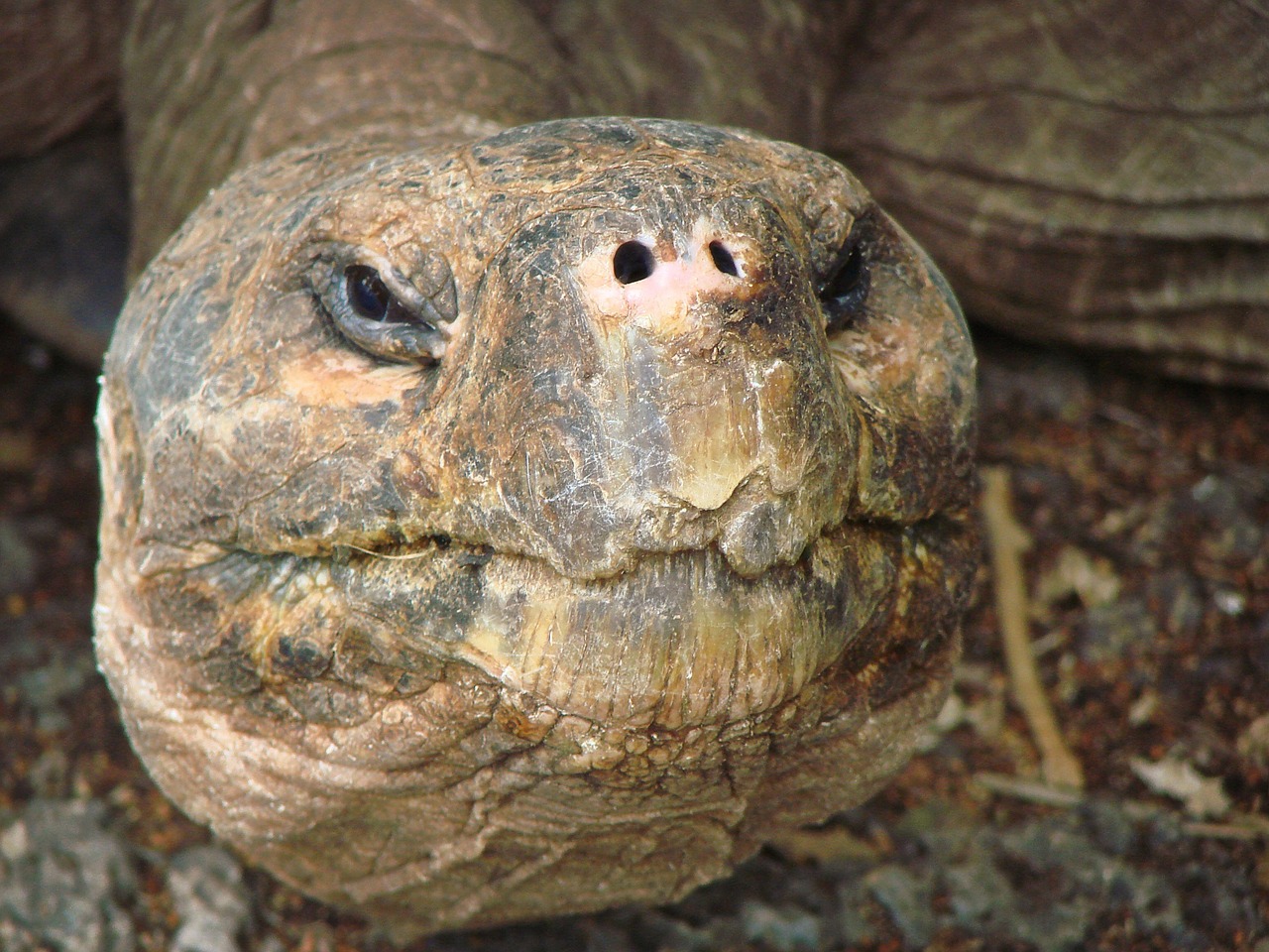 turtle tortoise giant free photo