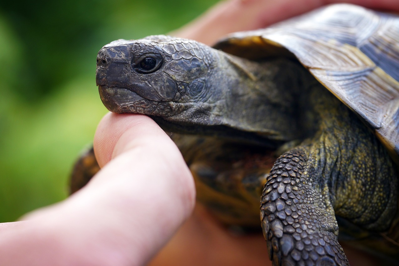 turtle hand tortoise free photo