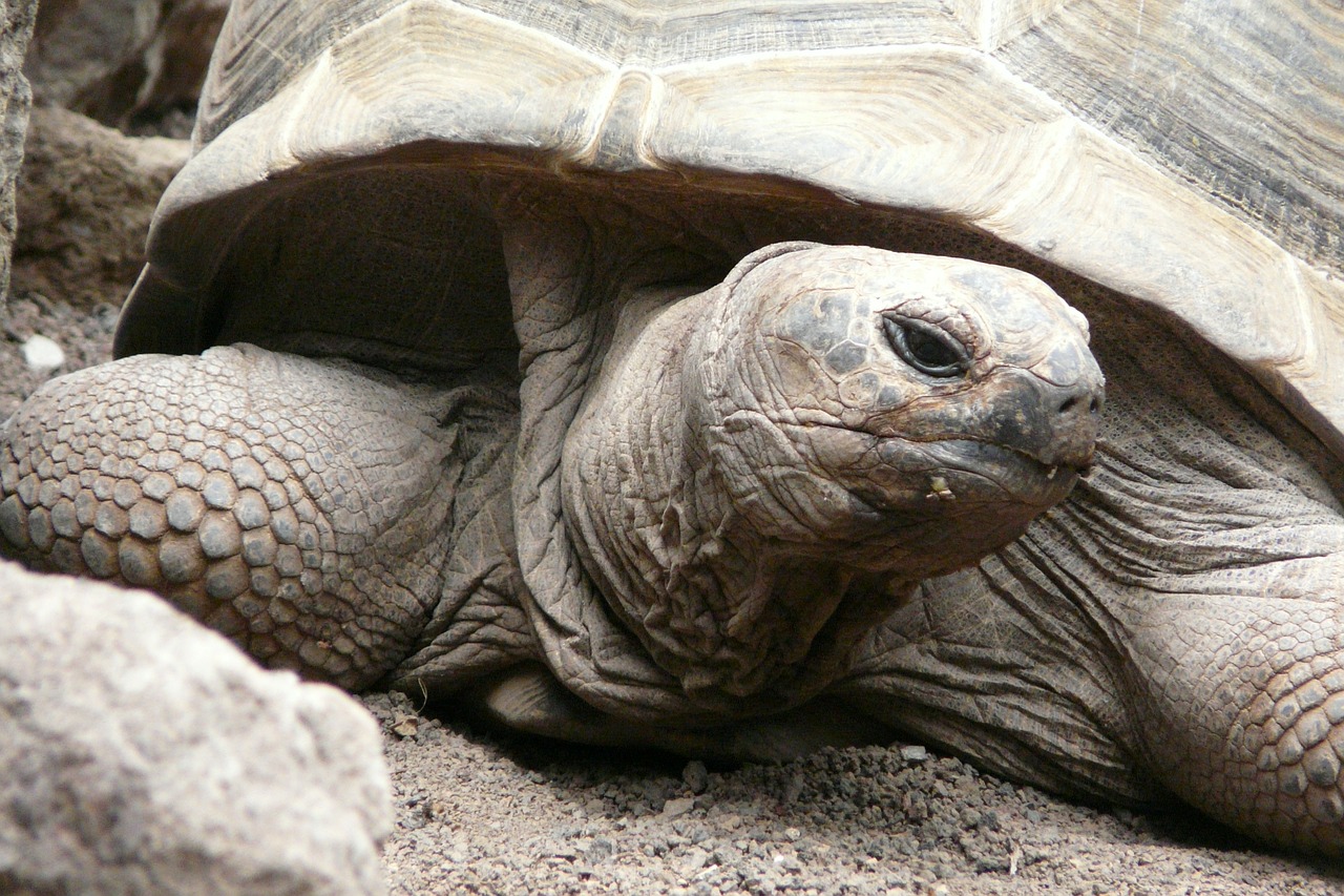 turtle zoo animal free photo