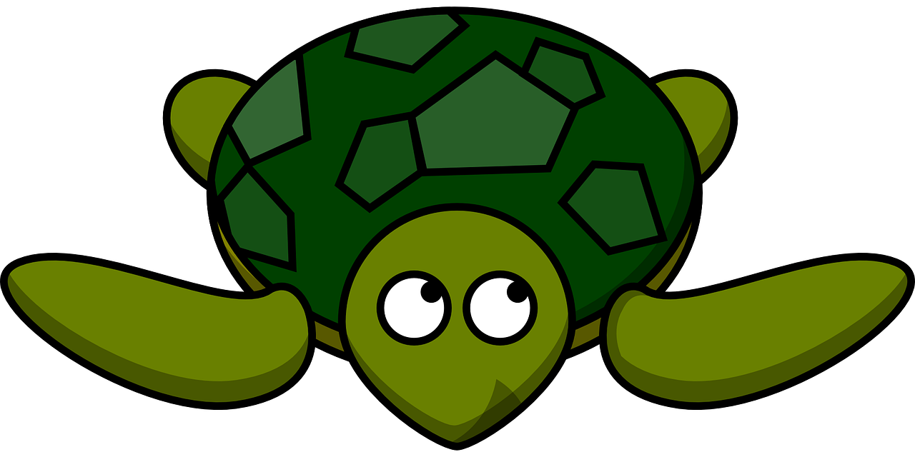 turtle animal tortoise free photo