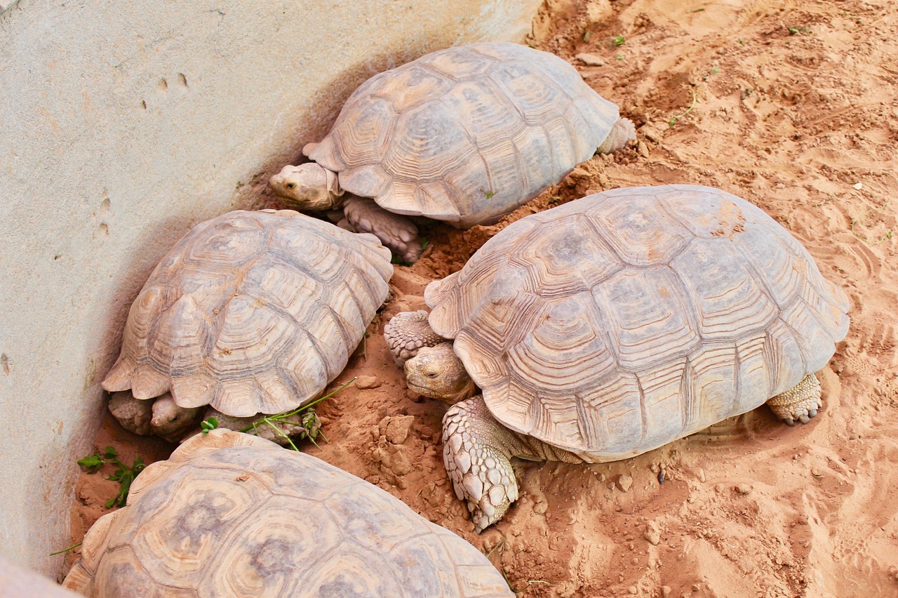 turtle tortoise shell free photo