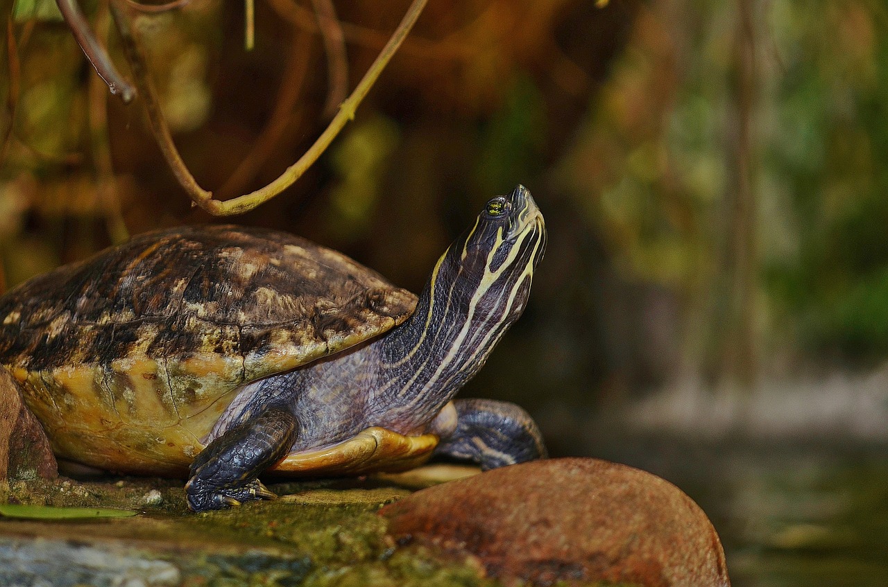 turtle tortoise reptile free photo