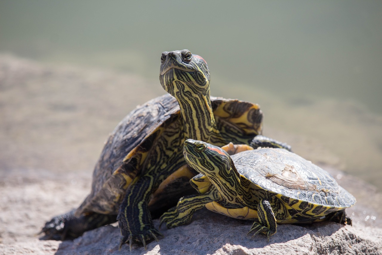 turtle reptile tortoise free photo