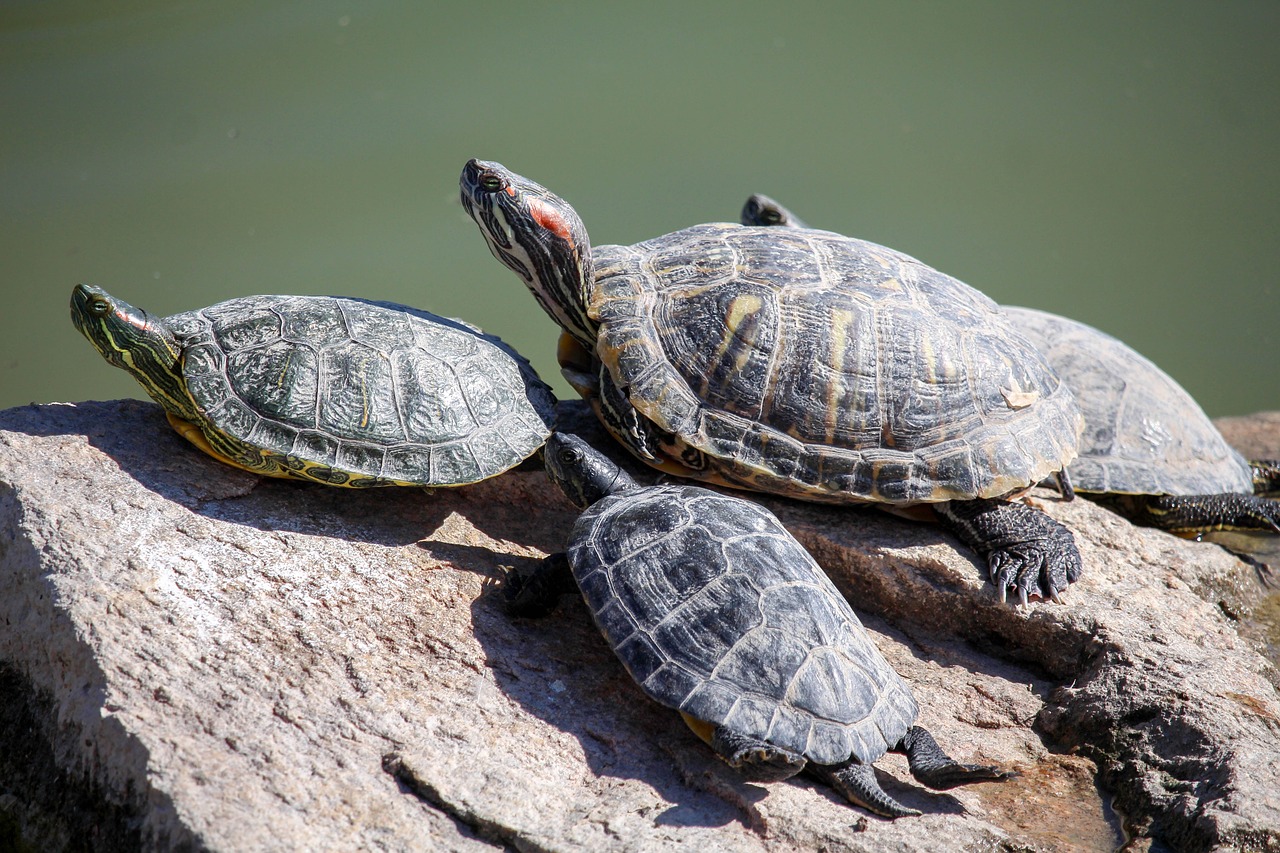 turtle reptile tortoise free photo