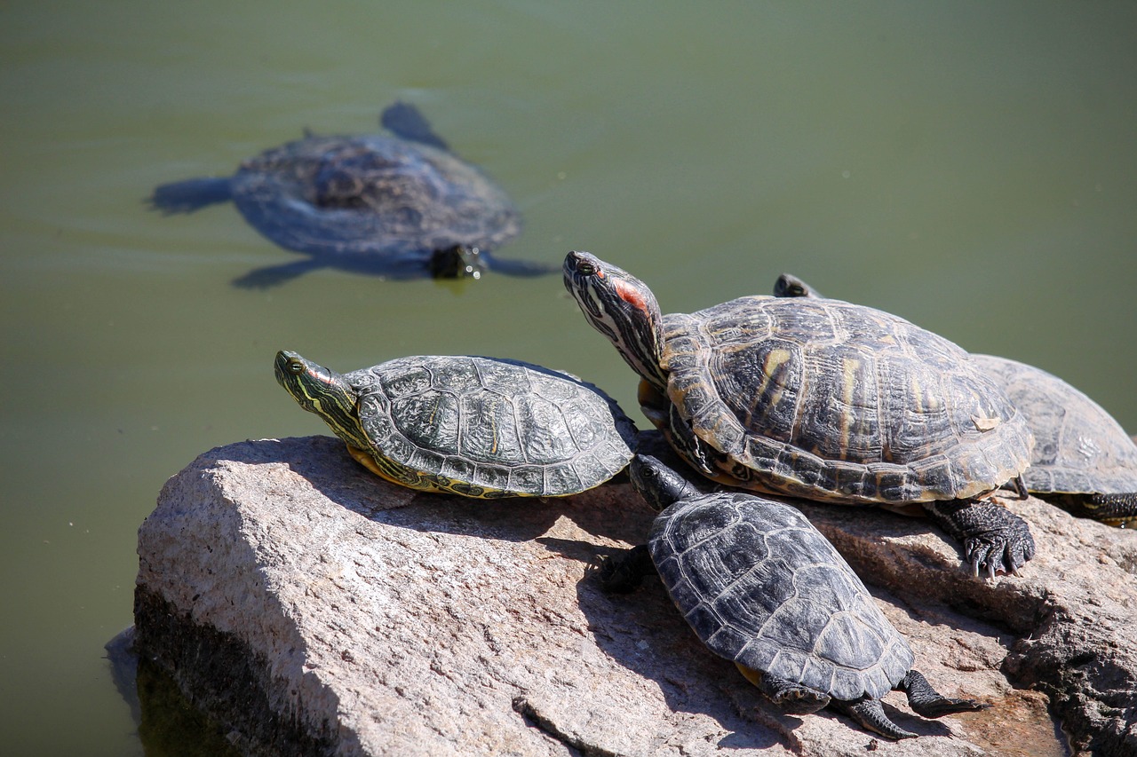 turtle reptile tortoise free photo