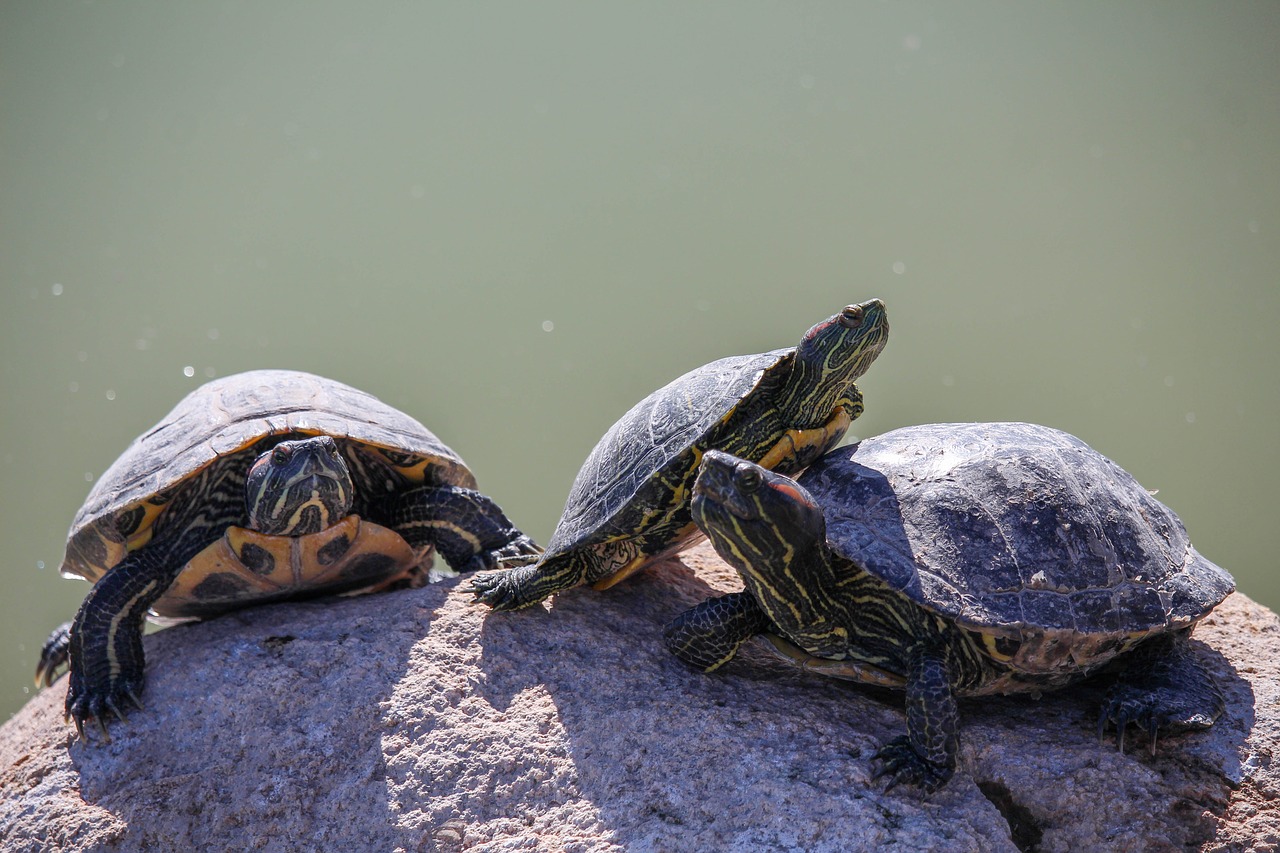 turtle reptile tortoise free photo